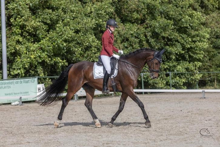 Lief groot paard, Dieren en Toebehoren, Paarden, Ruin, Niet van toepassing, 175 cm of meer, 7 tot 10 jaar, Springpaard, Met stamboom