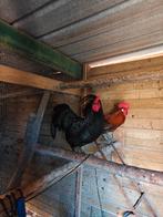 Jonge zwarte hanen te koop, Dieren en Toebehoren, Pluimvee