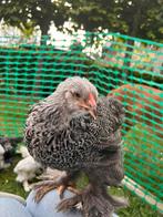 Zilverpatrijs brahma groothoenders hennen, Vrouwelijk, Kip
