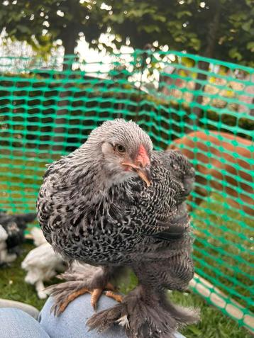 Zilverpatrijs brahma groothoenders hennen, Femelle, Poule ou poulet