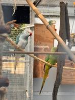 Verschillende vogels te koop, halsband, pyrrhura, Meerdere dieren, Parkiet, Geringd