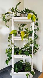 Plantjes philodendron hoya epipremnum raphidophora, Huis en Inrichting, Kamerplanten, Ophalen