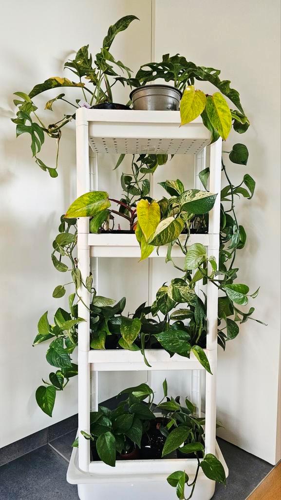 Plantjes philodendron hoya epipremnum raphidophora, Huis en Inrichting, Kamerplanten, Ophalen