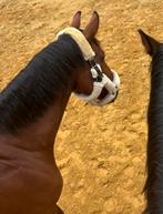 Verzorg paard aangeboden, Dieren en Toebehoren, Ruin