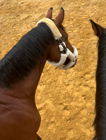 Verzorg paard aangeboden beschikbaar voor biedingen