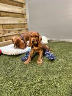 Prachtige Engelse cockerspaniël pups, Dieren en Toebehoren, Honden | Retrievers, Spaniëls en Waterhonden, België, CDV (hondenziekte)