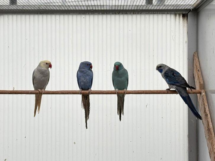 Halsbandparkieten , 2 vr en 1 man. Violet, Animaux & Accessoires, Oiseaux | Perruches & Perroquets