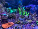 Koraal coral stek stekken, Animaux & Accessoires, Poissons | Poissons d'aquarium, Poisson de mer, Autres types