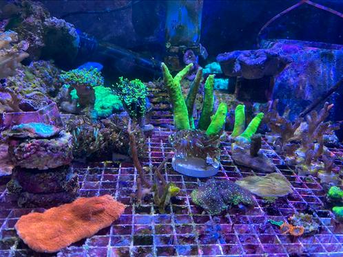 Koraal coral stek stekken, Animaux & Accessoires, Poissons | Poissons d'aquarium, Poisson de mer, Autres types