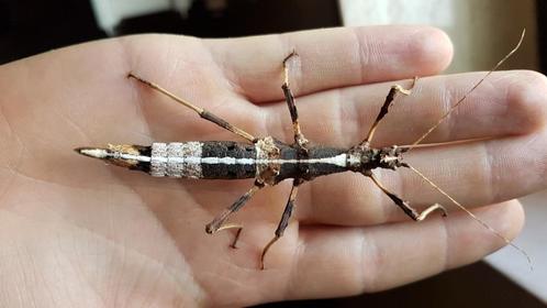 Nimfen van Sungaya aeta wandelende takken (psg 195)., Dieren en Toebehoren, Insecten en Spinnen, Wandelende tak