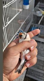 Chardonneret Femelle intermédiaire aghat 2025