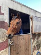 Recreatie paard te koop, Dieren en Toebehoren, Ophalen, Gebruikt, Recreatie