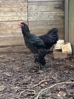 Grote zwarte jonge brahma haan, Dieren en Toebehoren, Pluimvee