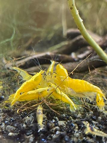 Yellow backline garnalen aquarium beschikbaar voor biedingen