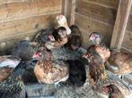 Araucana kippen , beginnen te leggen, Dieren en Toebehoren
