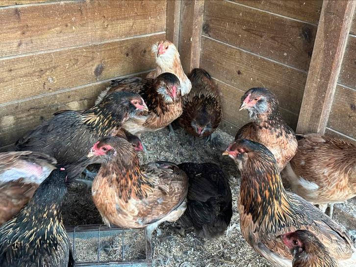 Araucana kippen , beginnen te leggen, Dieren en Toebehoren, Pluimvee