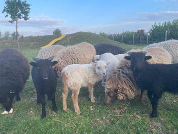 Quessant lammeren, Mâle, Mouton, 0 à 2 ans