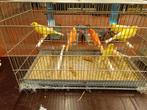 vogels kanaries, Dieren en Toebehoren, Meerdere dieren, Kleurkanarie