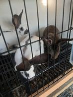 Jonge duitse reus konijnen, Dieren en Toebehoren