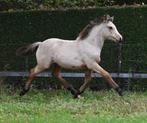 New Forest X valk merrieveulen, Dieren en Toebehoren, Merrie, D pony (1.37m tot 1.48m), Gechipt, 0 tot 2 jaar