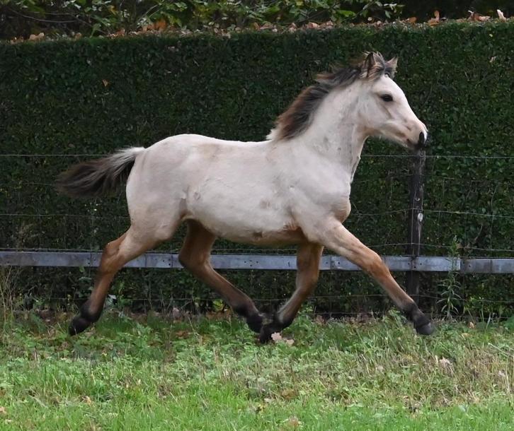 New Forest X valk merrieveulen, Dieren en Toebehoren, Pony's, Merrie, D pony (1.37m tot 1.48m), 0 tot 2 jaar, Met stamboom, Gechipt