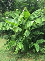 Bananen planten, Ophalen of Verzenden