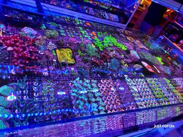 Koralen zeeaquarium beschikbaar voor biedingen