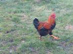 Jonge hanen te koop, Dieren en Toebehoren, Pluimvee