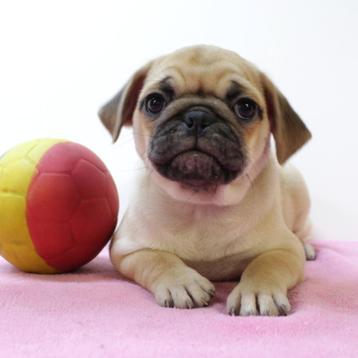 schattige Mops puppy's - geboren in België beschikbaar voor biedingen