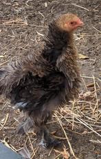 Krulveer brahma hen kip, Dieren en Toebehoren, Pluimvee, Vrouwelijk, Kip