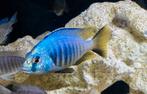 Placidochromis Jalo Reef malawi cichliden, Poisson, Poisson d'eau douce, Banc de poissons