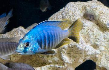 Placidochromis Jalo Reef malawi cichliden disponible aux enchères