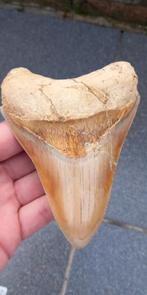 Grote Megalodon haaientand fossiel, Indonesie, Verzamelen, Ophalen of Verzenden, Fossiel