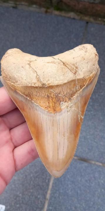 Grote Megalodon haaientand fossiel, Indonesie beschikbaar voor biedingen