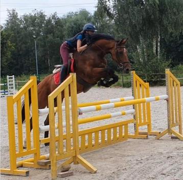 Top springpaard met gouden hart, Jument, 11 ans ou plus