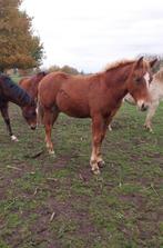 Knappe jaarling, Dieren en Toebehoren, Pony's