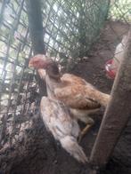 Shamo Hennen, Dieren en Toebehoren, Pluimvee, Vrouwelijk, Kip