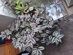 Groot tradescantia, Ophalen