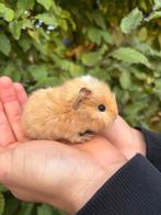 Super mooie borstel cavia's, Augustus, Cavia