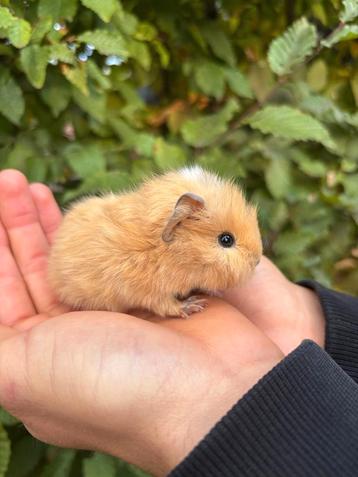 Super mooie borstel cavia's  beschikbaar voor biedingen