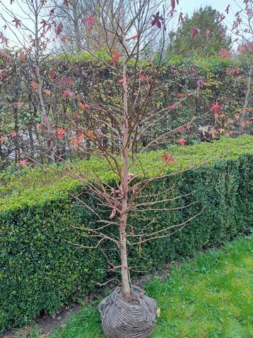 Liquidambar styraciflua Worplesdon  beschikbaar voor biedingen