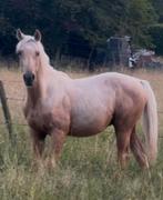 Top springgefokte palomino jaarling hengst, Dieren en Toebehoren, Paarden, Springpaard, Gechipt, 0 tot 2 jaar, Hengst
