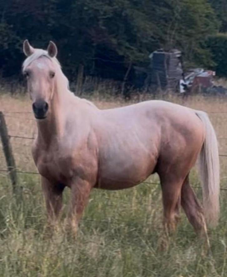 Top springgefokte palomino jaarling hengst, Dieren en Toebehoren, Paarden, Hengst, Onbeleerd, 165 tot 170 cm, 0 tot 2 jaar, Springpaard