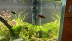 Platys, Dieren en Toebehoren, Vis, Zoetwatervis
