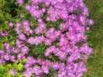 ijsbloempjes in pot 1€/stuk, Tuin en Terras, Planten | Tuinplanten, Ophalen