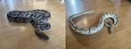 Couple Python Regius - Mojave / Pastel Leopard Extra, Dieren en Toebehoren, Reptielen en Amfibieën, Slang, Met terrarium, 3 tot 6 jaar