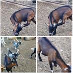 Dwerggeitjes, Dieren en Toebehoren, Schapen, Geiten en Varkens, Mannelijk, Geit, 0 tot 2 jaar