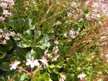 Plantjes beschikbaar voor biedingen