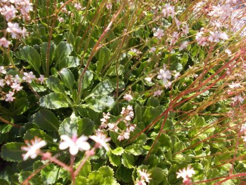Plantjes, Tuin en Terras, Planten | Tuinplanten, Vaste plant, Winter, Ophalen of Verzenden