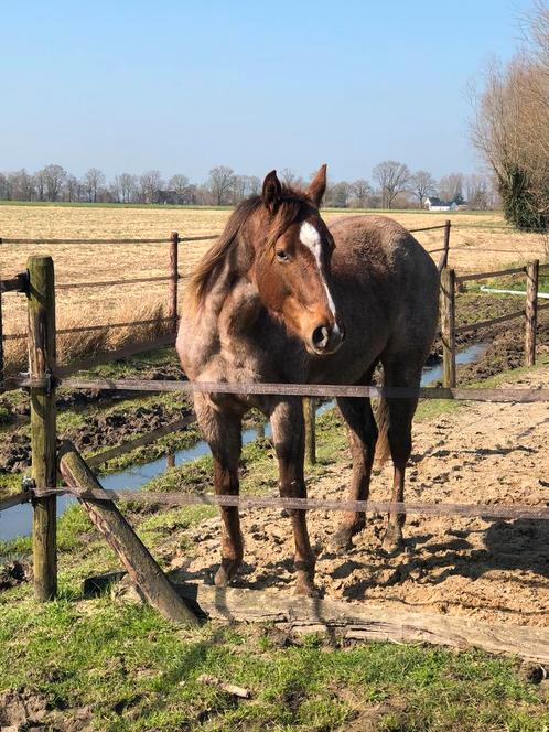 Super lieve quarter merrie, Dieren en Toebehoren, Paarden, Merrie